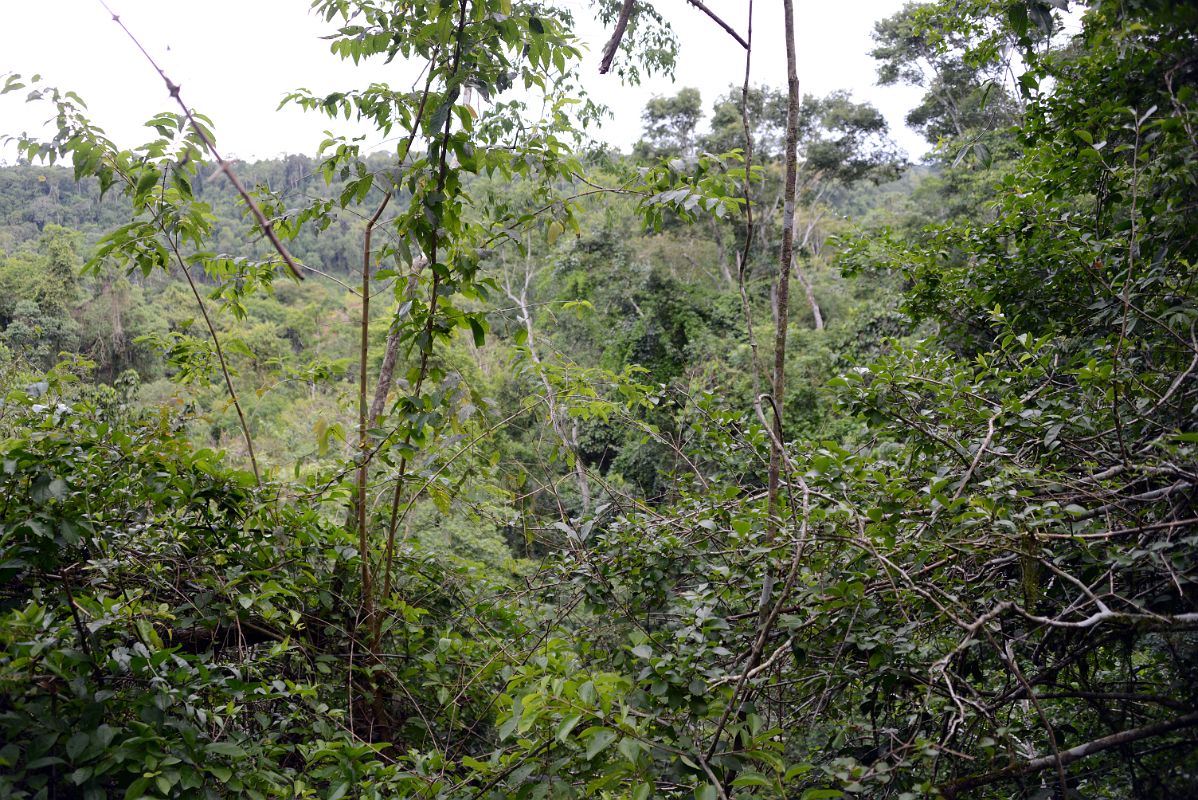 05 Forest From The Macuco Safari Towards The Boat Tour At Brazil Iguazu Falls